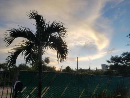 空とヤシの木 ヤシの木,空,雲の写真素材