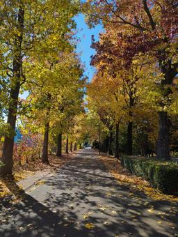紅葉したカエデの街路樹 秋,カエデ,紅葉の写真素材