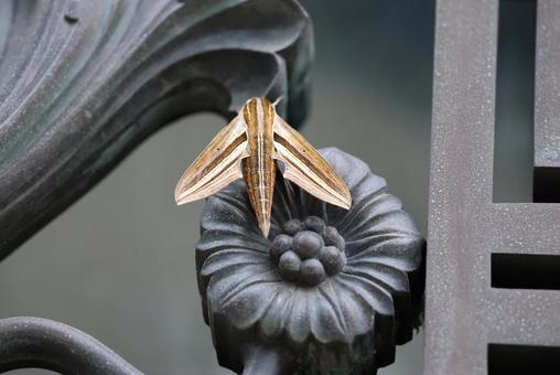 レトロモダンな装飾品みたいなセスジスズメ 蛾,セスジスズメ,スズメガの写真素材