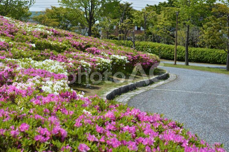 ツツジの植え込み沿いの道路 背景,ツツジ,植え込みの写真素材