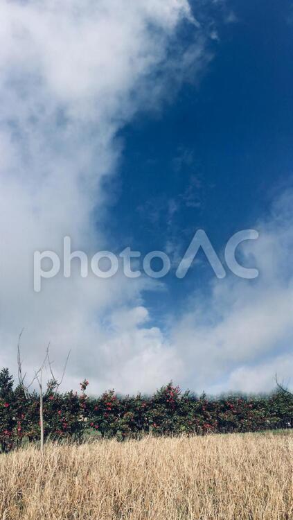 山茶花と青空、そして枯れ草…… 自然,農村,空の写真素材