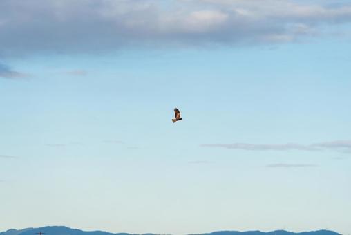 大空を優雅に舞うトビ 大空を優雅に舞うトビ トビ,野鳥,鳥の写真素材
