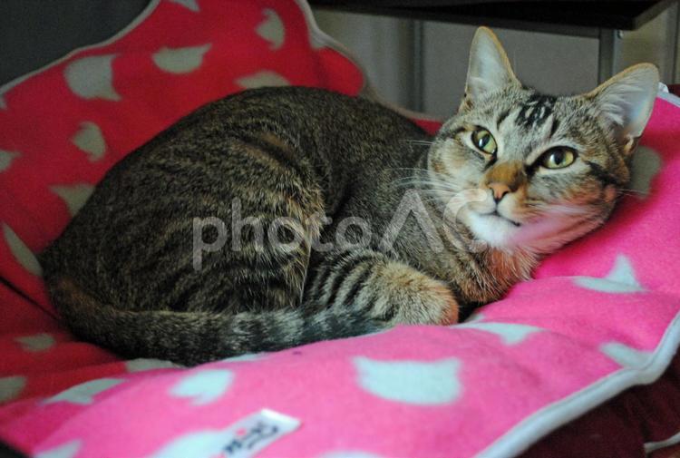 田舎の猫（レオちゃん） ネコ,ねこ,にゃんこの写真素材
