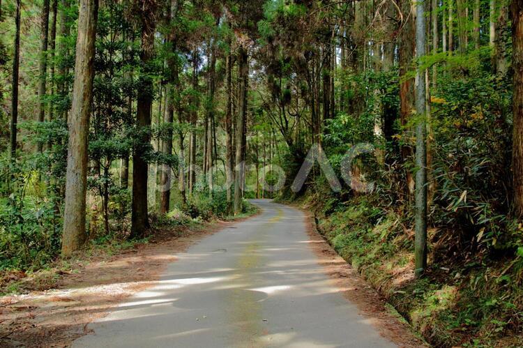 森林浴 森林,道路,一本道の写真素材