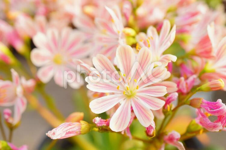 レウィシア　ピンクの多肉質の花 白,花,フェンネルフラワーの写真素材