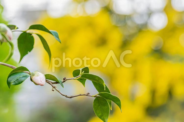 札幌　百合が原公園の温室のミモザ 北海道,札幌,札幌市の写真素材