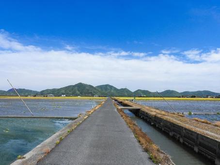 田園地帯のまっすぐな道 田園地帯のまっすぐな道 風景,道路,青空の写真素材