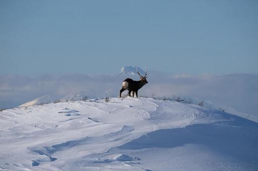 雄大な利尻岳と佇むエゾシカのいる冬景色 エゾシカ,利尻岳,雪山の写真素材