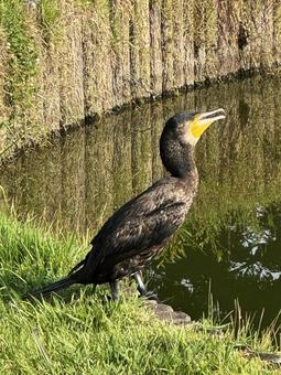 野鳥 野鳥の写真