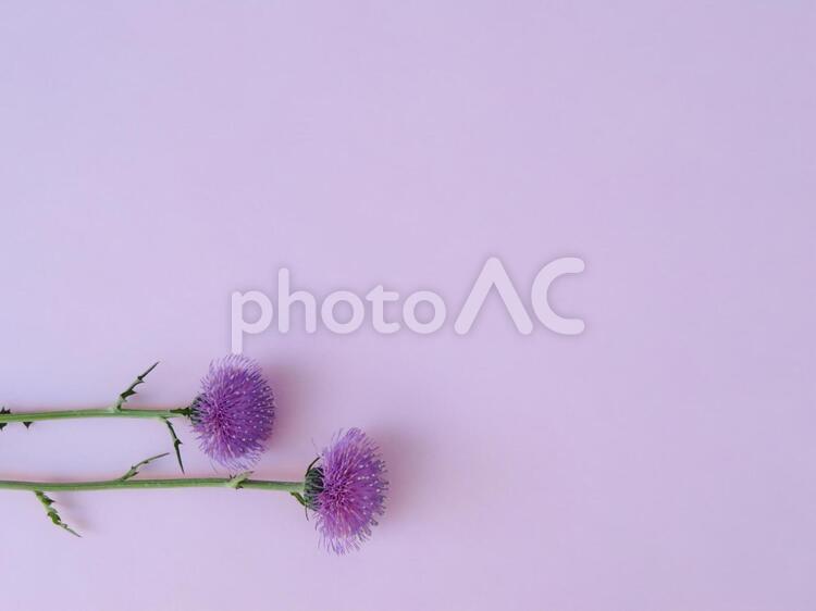 あざみの花とピンクの背景_02 花,あざみ,野草の写真素材