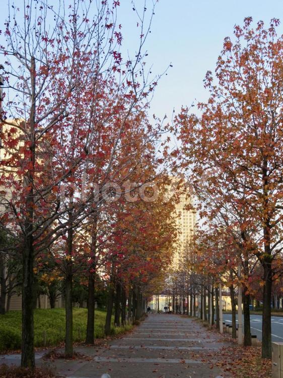街路樹　紅葉 紅葉,秋,風景の写真素材