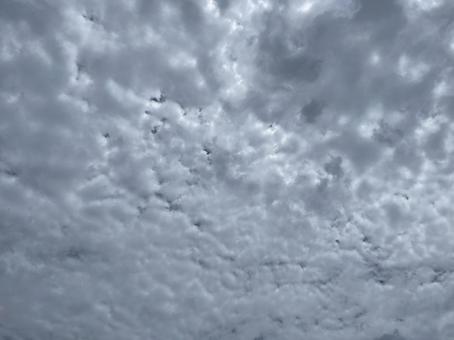 6月のうろこ雲の曇り空 2025/6/4 6月のうろこ雲の曇り空 2025/6/4の写真