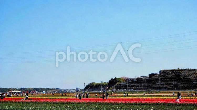 春の佐倉市・ふるさと広場のチューリップ畑 春,チューリップ,花畑の写真素材