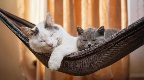 ハンモックでお昼寝する猫2 ハンモックでお昼寝する猫2の写真