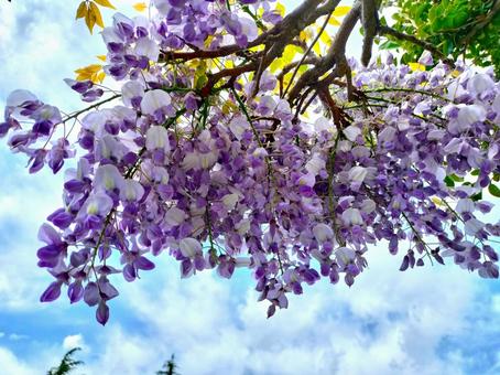 満開の藤の写真
