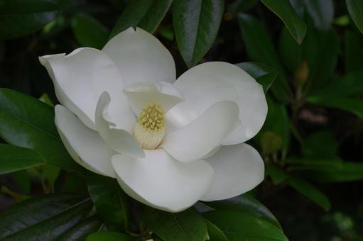 泰山木 タイサンボク 白い花 泰山木 タイサンボク 白い花 泰山木,タイサンボク,白い花の写真素材