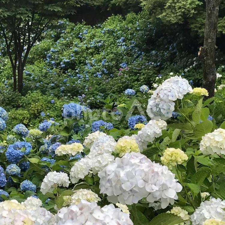 あじさいの海　 アジサイ,紫陽花,あじさいの写真素材