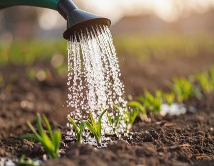 発芽に水やりする様子 発芽に水やりする様子の写真