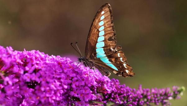 Photo, buttrea, প্রচলিত মাছি, প্রজাপতি, 