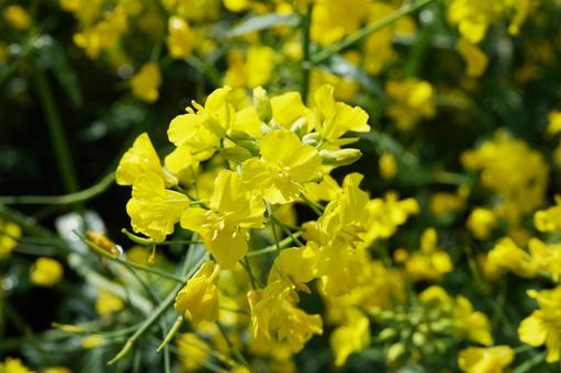 佐賀 武雄 馬場の山桜 菜の花畑5 佐賀 武雄 馬場の山桜 菜の花畑5 菜の花,アブラナ,春の写真素材