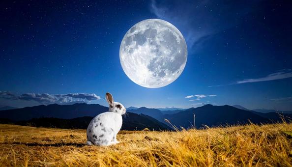 月を見るうさぎの写真