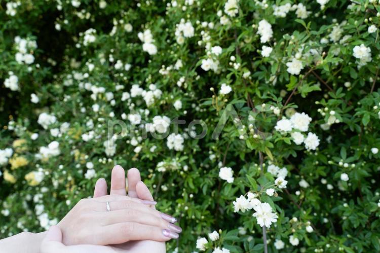 花に包まれた手と指輪の約束① 結婚,婚約,指輪の写真素材