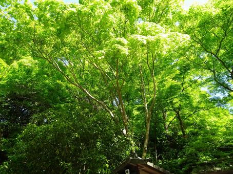 新緑 新緑,緑,京都の写真素材