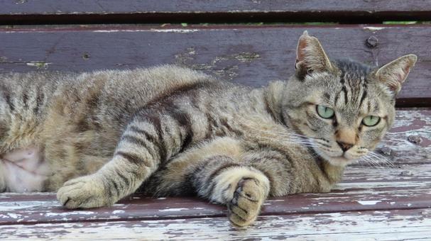 ベンチの上で夕涼みしているもふもふな猫 ベンチの上で夕涼みしているもふもふな猫の写真