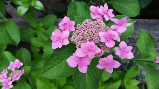 Hydrangea, JPG Hydrangea, JPG