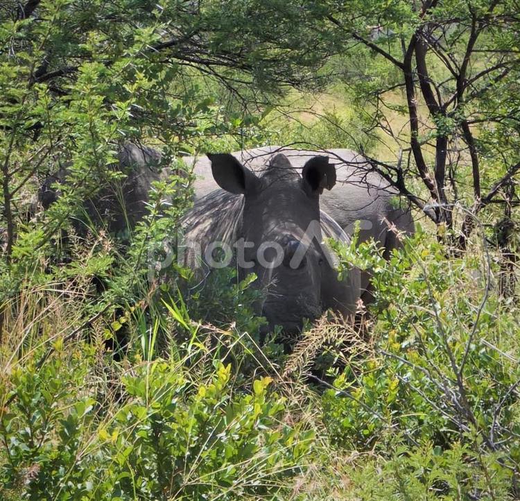密猟防止のために保護されたサイ ジンバブエ サイ,野生動物,ジャングルの写真素材