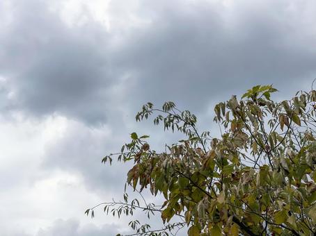 神田川9月:紅葉の枯れ木と曇り空 神田川9月:紅葉の枯れ木と曇り空 樹木,枯れ木,紅葉の写真素材
