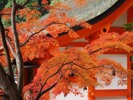 紅葉18 紅葉,もみじ,秋色の写真素材