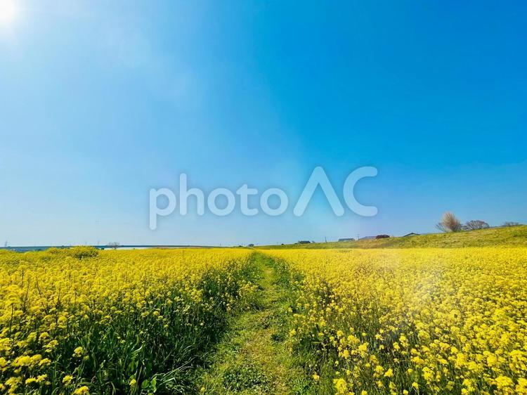 青空と菜の花／春のイメージ 菜の花,菜の花畑,春の写真素材