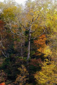 滝見橋の紅葉 滝見橋の紅葉 滝見橋の紅葉,紅葉,阿寒湖の写真素材