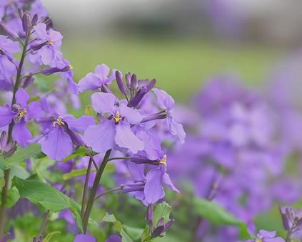 Photo, spring flowers, purple, refreshing, 