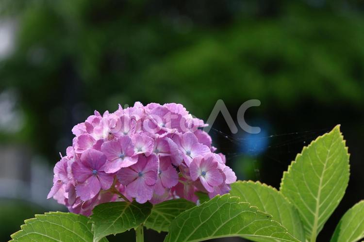 雨に濡れて咲く あじさい,花,アジサイ科の植物の写真素材