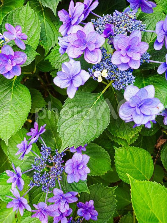 つつましいアジサイ あじさい,梅雨,花の写真素材