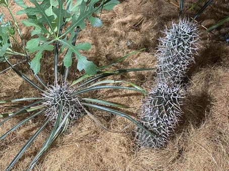 ガーデニングのサボテン ガーデニングのサボテンの写真