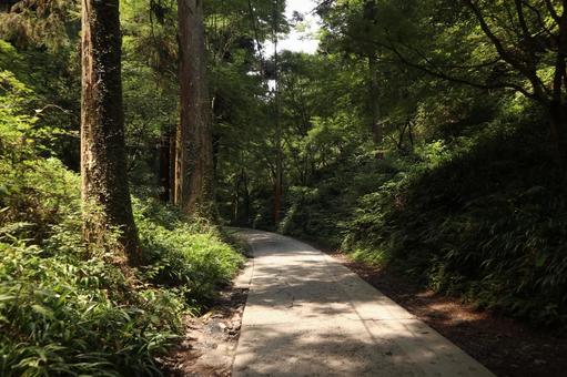 高尾山 登山道 高尾山 登山道の写真
