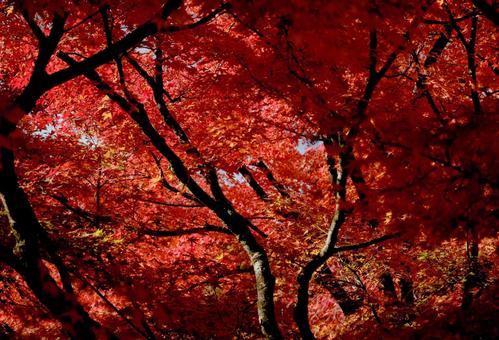鮮やかに紅葉したモミジの木 鮮やかに紅葉したモミジの木の写真