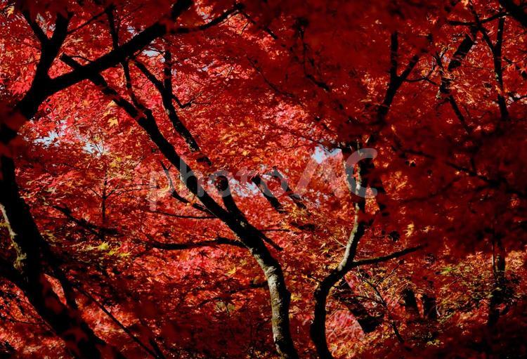 鮮やかに紅葉したモミジの木 風景,紅葉,モミジの写真素材
