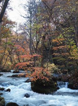 秋の奥入瀬渓流 森林,秋,自然の写真素材