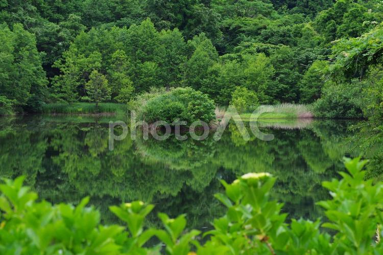 森と池 森,池,森林の写真素材