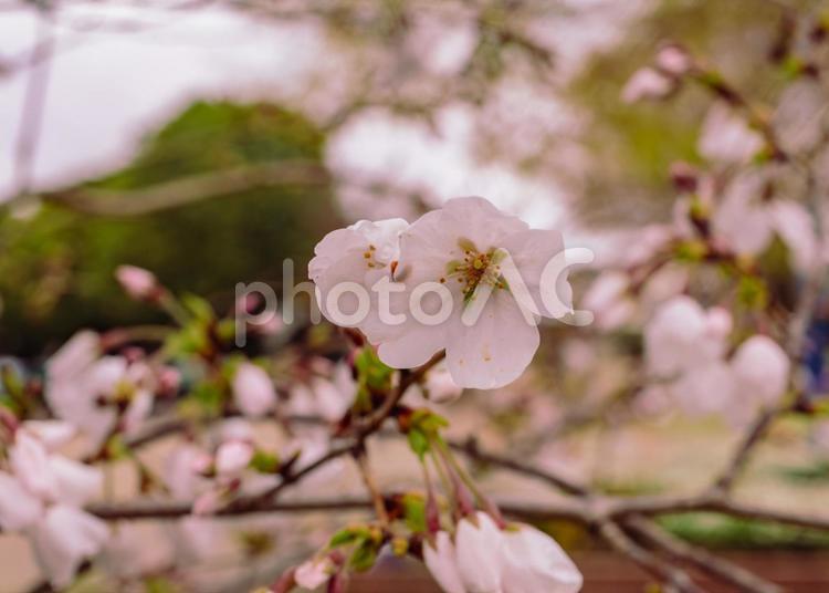 ソメイヨシノ桜ー74 ソメイヨシノ,桜,蕾の写真素材