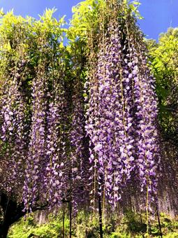 Wisteria flower♪, JPG Wisteria flower♪, JPG