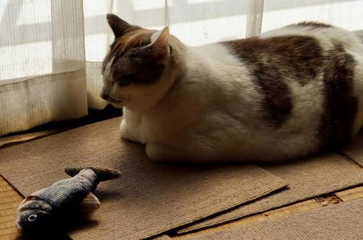 魚のおもちゃと眠る白猫 魚のおもちゃと眠る白猫 白猫,猫,魚のおもちゃの写真素材