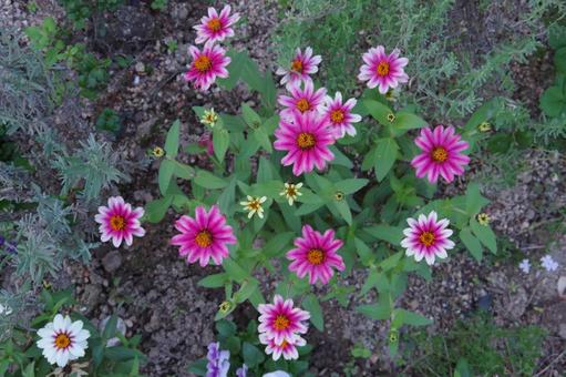 ピンク色のジニアの写真