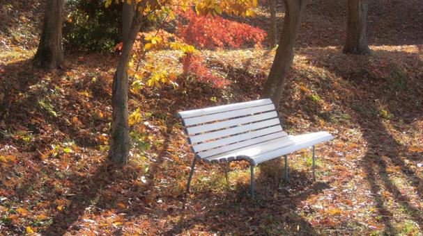 紅葉の白いベンチ 紅葉の白いベンチの写真