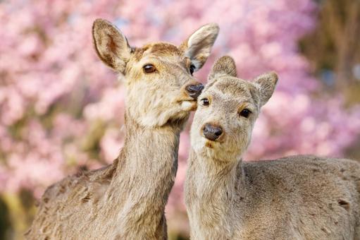 桜の季節、奈良公園の鹿 桜の季節、奈良公園の鹿の写真
