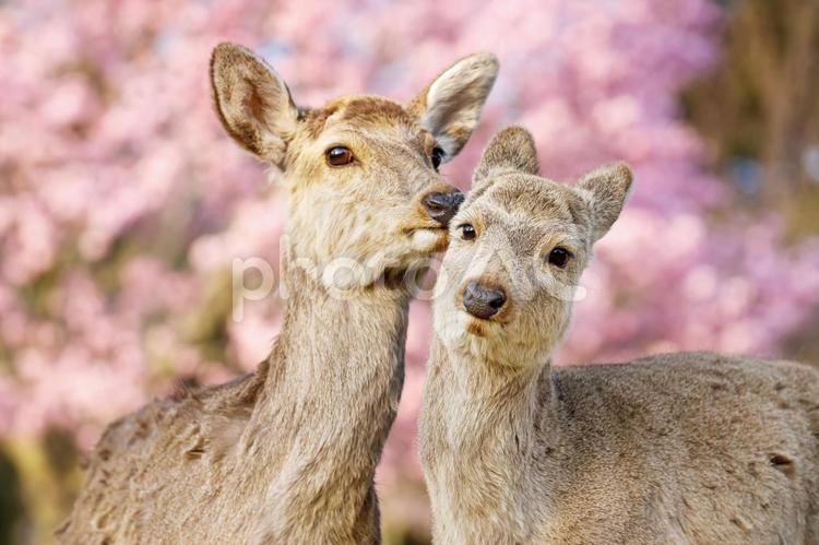 桜の季節、奈良公園の鹿 鹿,奈良公園,動物の写真素材